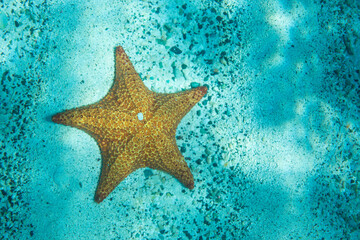 starfish in the shallows