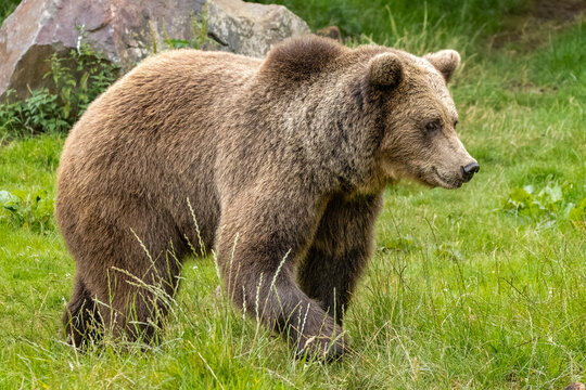 Eurasian brown bear in the grass