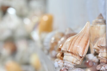 seashell on a white background