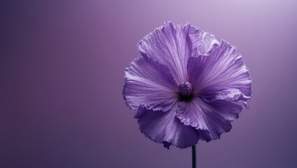A close up of a purple flower on a purple background.