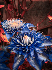 Blue passion flowers in full bloom
