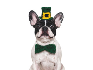 Lovable, pretty puppy and bright green hat. Happy St. Patrick's Day. Closeup, studio shot. Congratulations for family, loved ones, relatives, friends and colleagues. Pets care concept