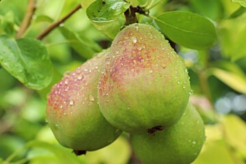 Ripening pear fruits in drops of rainwater on tree branches