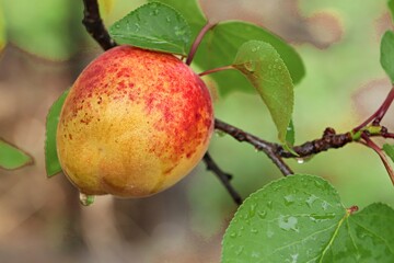 Ripening apricot fruits in drops of rainwater on tree branches