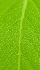 Fresh green leaf veins texture close up. Growth and ecological concept for earth day and springtime, simple style, with white tones
