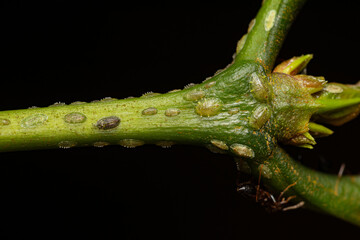 Closeup coffee green scale (Coccus rividis) on the tree, a major pest of coffee crops 