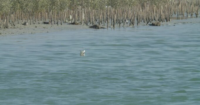 Sitra park coast, water birds in water