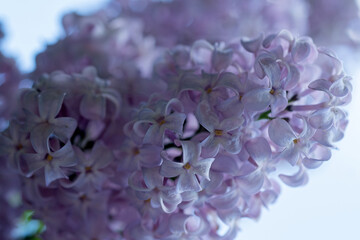 beautiful violet lilac  flowers against blue sky. macro. spring season