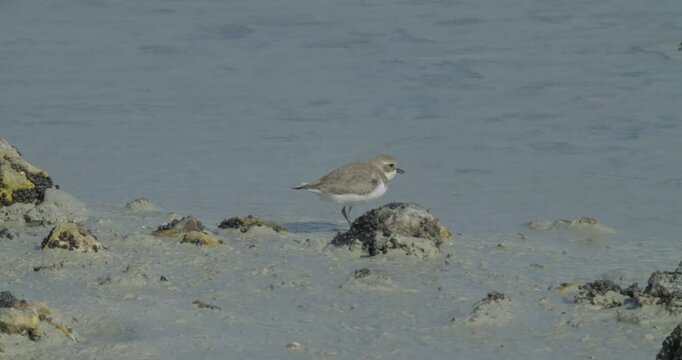 Sand and shallow water, small water bird at Sitra park