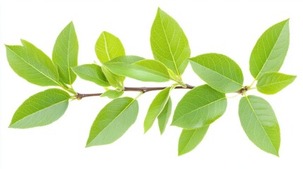 Obraz premium Fresh Green Leaves on Branch Isolated on White Background