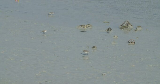 Tiny water birds at beach at Sitra park