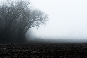 A mysterious landscape edit of trees silhouetted against the sky field on a bleak moody foggy winters day