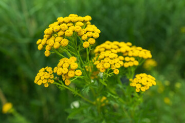 bright yellow blossoms of common tansy Tanacetum vulgare in full bloom