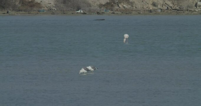 Seagulls and flamingo in shallow water at Sitra park, slow motion
