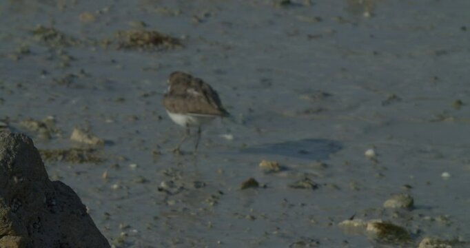 Shore bird foraging in wet sand, Sitra park