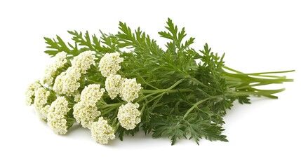 a bunch of white flowers