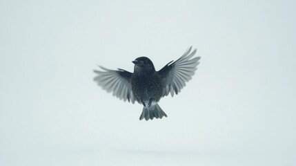 Obraz premium Black Bird Flying Against Light Snowy Background in Winter Scene