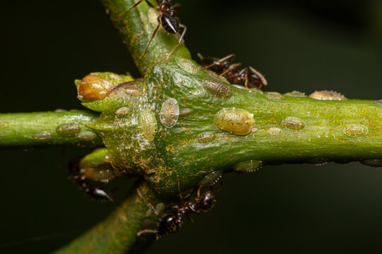 Plant pest Coccus rividis (coffee green scale) with new born. A soft scale insect on coffee tree