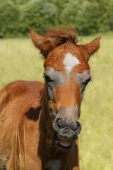 Obraz premium Chestnut colored Arabian foal on a pasture in a windy day