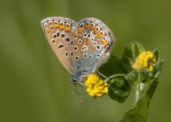 Common Blue butterfly on a yellow flower