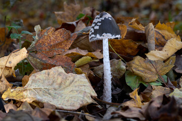 Coprinopsis picacea mushroom in the leaves. Known as Magpie Inkcap. Wild inedible mushroom in deciduous forest.
