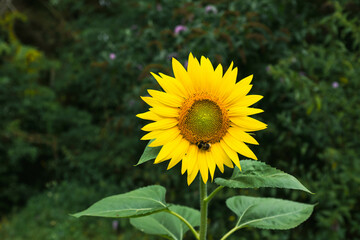 Sunflower with bee