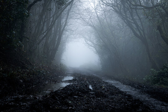 A mysterious spooky track on a foggy winters day in a forest - Powered by Adobe