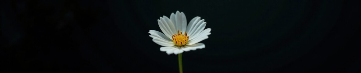 Delicate white flower isolated on a dark background, background, solitary, flower