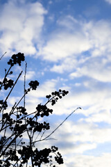 silhouettes of plants against a background of blue sky with clouds