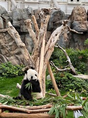 Obraz premium Pandas