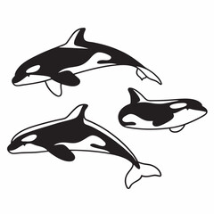 dolphin isolated on white