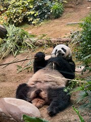 Pandas © viva_ai_create