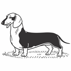 beagle dog illustration