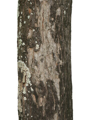 Tree trunk isolated on white background with clipping path.