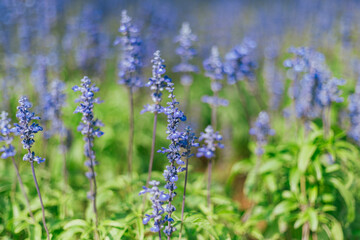 Naklejka premium Close up Blue Salvia in the garden