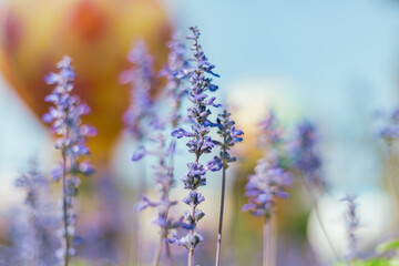 Close up Blue Salvia in the garden