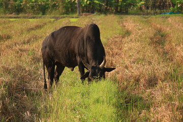 Black cow grazing in a field in the countryside
