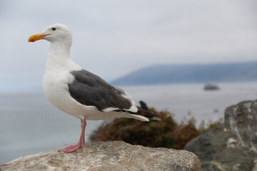 Lonely seagull scanning the horizon
