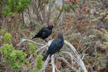 Two crows looking at each other and wondering about the future
