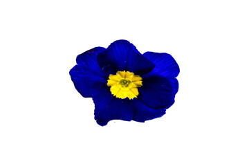 Primelblüte blau freigestellt
