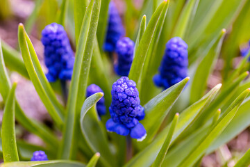 Spring flower hyacinth Muscari Scilla. Flower garden in the spring sun.