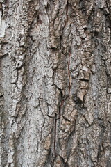 natural background texture tree bark