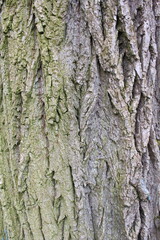 Fototapeta premium natural background texture tree bark