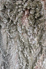 natural background texture tree bark