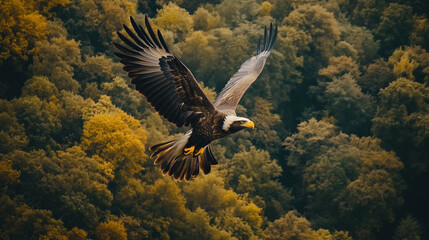 Fototapeta premium Majestic Eagles in Flight Over Forested Landscapes and Misty Mountain Views