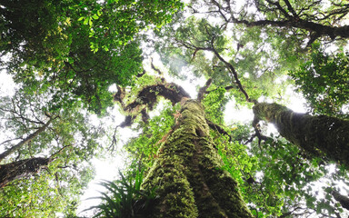 Fototapeta premium Trees in the tropical rainforests of Thailand
