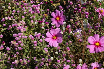 Obraz premium コスモス