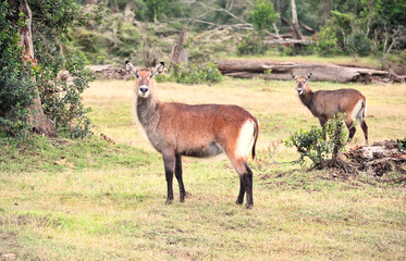 Waterbuck standing on grass looking at camera
