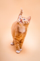 Rudy kot, mały kociak, stojący na czterech łapach na gładkim tle w odcieniu ciepłego beżu. Kot ma miejscowo białe futerko i uniesiony do góry ogon. © Paulina NOTOKOTY.PL