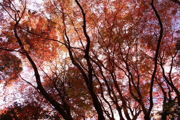 Naklejka premium 紅葉